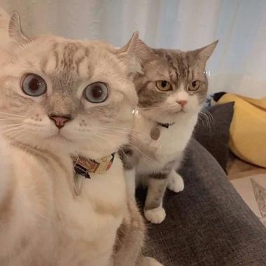 两个猫咪头像搞怪