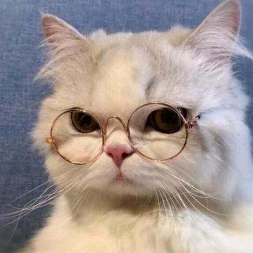 动物头像 猫咪戴眼镜