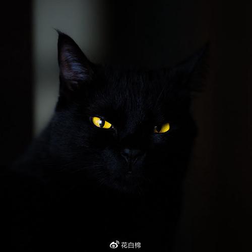 猫咪头像黑色系影子