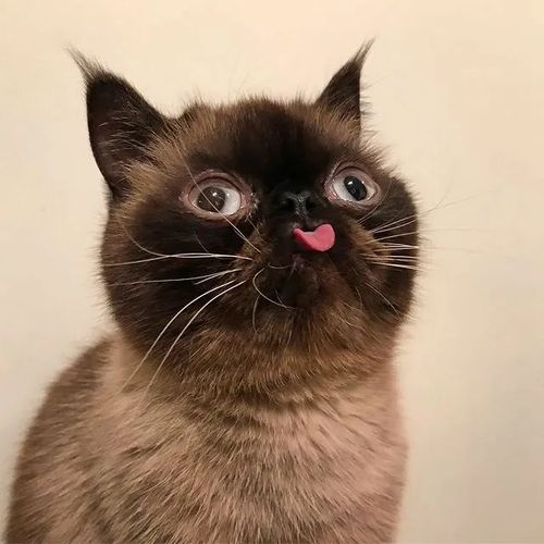 可爱猫猫吐舌头头像