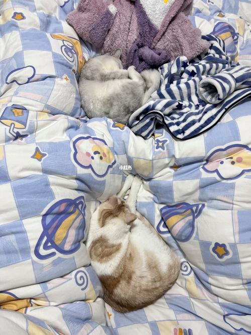 宠物在床上睡觉的头像