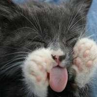 可爱猫猫吐舌头头像