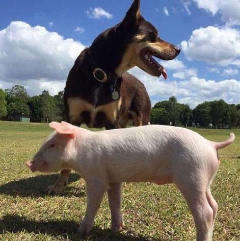 猪头和狗头的情侣头像