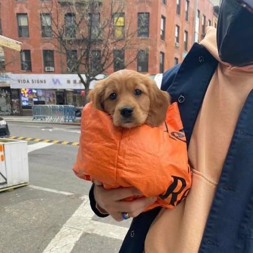 小狗头像装在袋子里