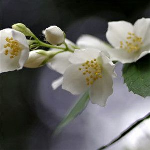 白色的花适合做微信头像吗