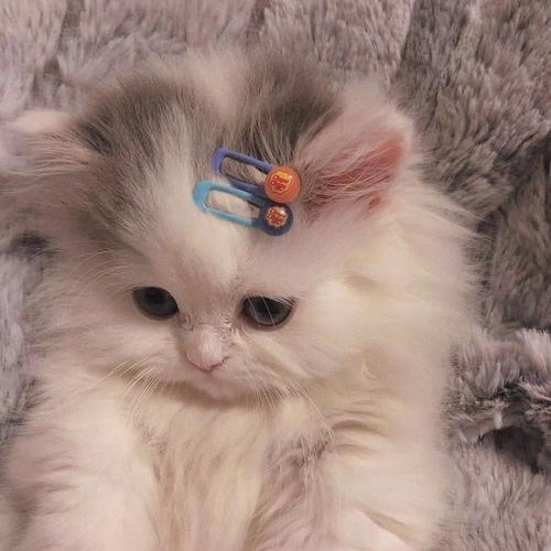 非常可爱小猫咪头像