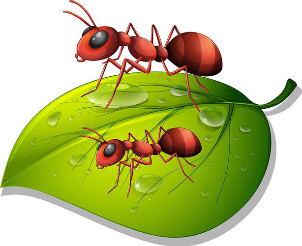 红蚂蚁头像图片