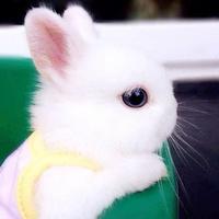 小兔子的可爱照片可爱头像