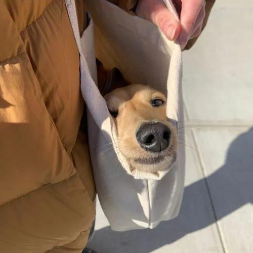 狗狗装在袋子里的头像