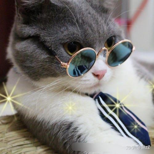 可爱眼镜猫咪头像萌图