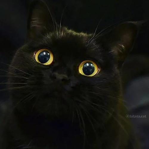 可爱黑猫头像图片