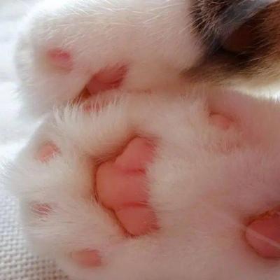 猫猫伸爪子头像