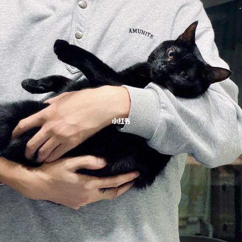 抱着黑猫的情侣头像真人