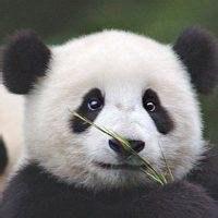 大熊猫当微信头像好吗